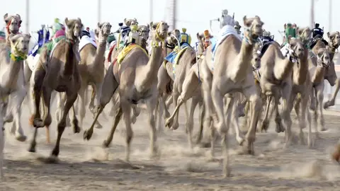 Las carreras de camellos son una de las grandes tradiciones de Emiratos Árabes. (WAM)