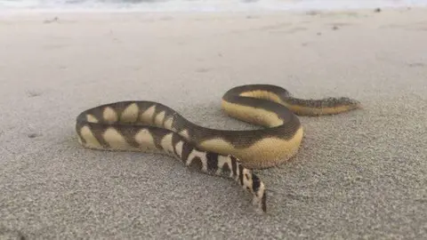 Una serpiente marina en Abu Dhabi. (Agencia de Medio Ambiente de Abu Dhabi)