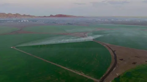 Una imagen de Twitter del desierto de Sharjah tras crecer el trigo sembrado.