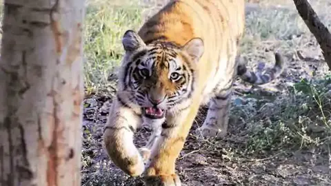 Un tigre n la reserva india de Palamu. (Twitter)