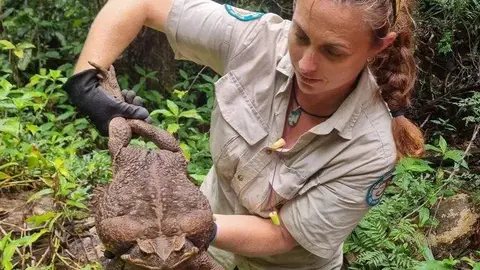 Una guardabosques australiana con el sapo. (Fuente externa)
