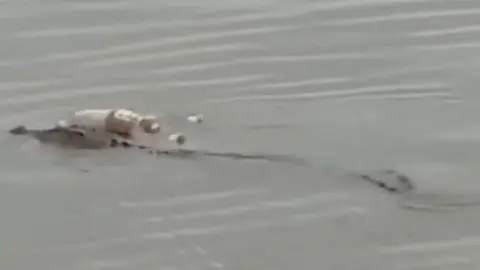 Una captura de pantalla del vídeo del cocodrilo con el niño. (Toutube)