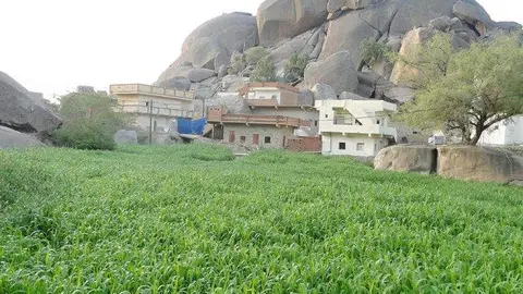 La 'hima' es un modelo milenario de gestión de recursos agrícolas (Foto: Saeed Alomari)