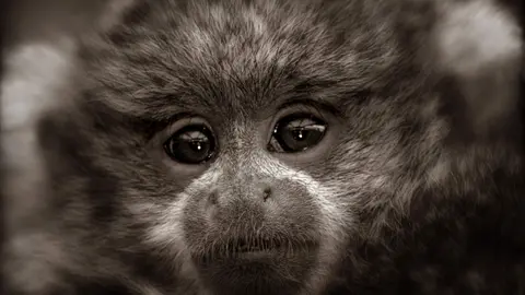 Un ejemplar de mono titi. (OndagoArts)