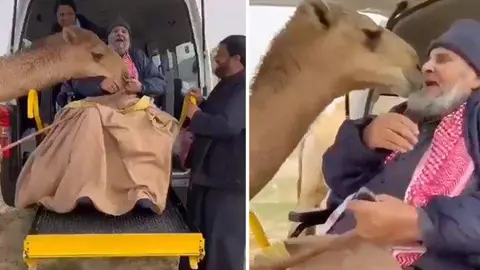 El camello besa a su dueño en una captura de pantalla del vídeo difundido. (Gulftoday)