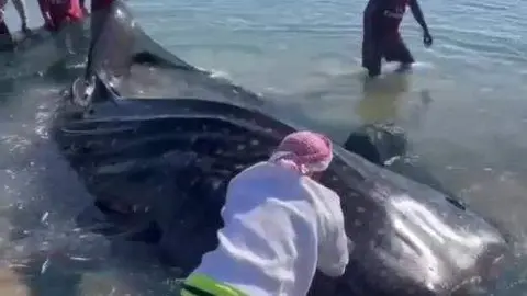 Los pescadores de Sharjah con el tiburón ballena atrapado. (Instagram)