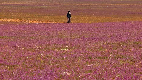 Una imagen del desierto cubierto de lavanda.