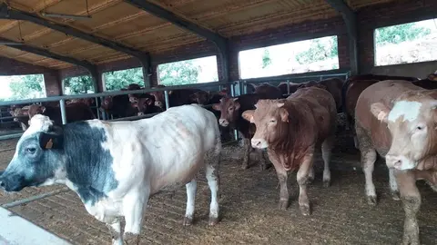 Una imagen a modo ilustrativo. (EL CORREO)