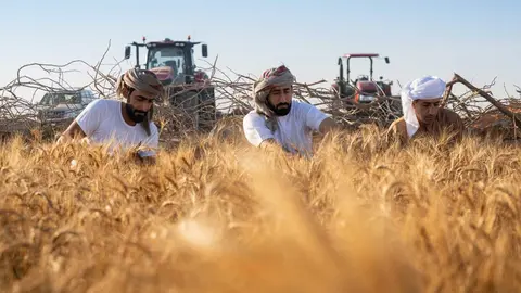 Primera cosecha de trigo en el desierto de Emiratos. (WAM)