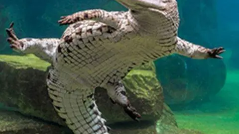 Una imagen de un cocodrilo del parque de Twitter.