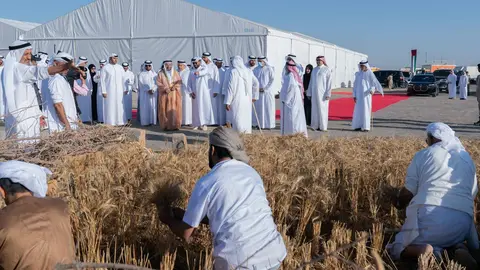 El gobernante de Sharjah presidió la ceremonia de cosecha de la primera fase de la finca de trigo 'Saba Sanabel' en Mleiha. (WAM)