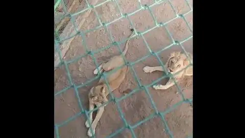 Una captura de pantalla de un vídeo difundido en Twitter de los leones en Sudán.