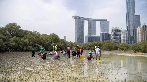 Una imagen de la plantación de manglares en Abu Dhabi. (WAM)