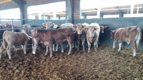 A modo ilustrativo, una imagen de ganado. (EL CORREO)