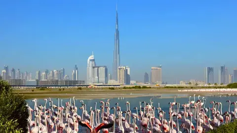 Flamencos en el área de Ras Al Khor de Dubai. (Visit Dubai)
