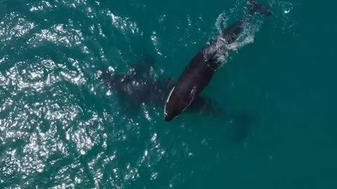 Una captura de pantalla del vídeo de las orcas difundido por las autoridades. (Instagram)