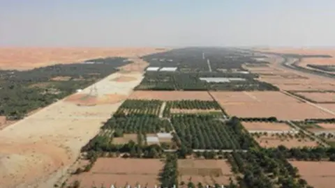 Una captura de pantalla de los cultivos en Emiratos. (Youtube)