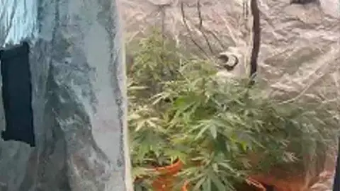 La policía difundió una imagen de las plantas de marihuana.
