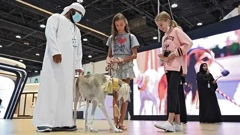 Un perro saluki en una exposición. (WAM)