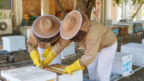 Apicultores en Abu Dhabi. (WAM)