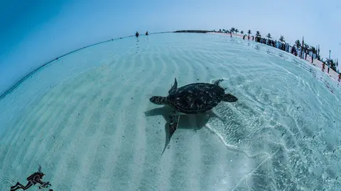 Una de las tortugas liberadas en la costa del emirato de Sharjah. (WAM)