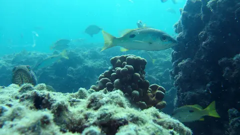 Una imagen del fondo marino en Abu Dhabi. (WAM)