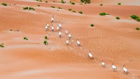 Una manada de órix en el desierto emiratí. (WAM)