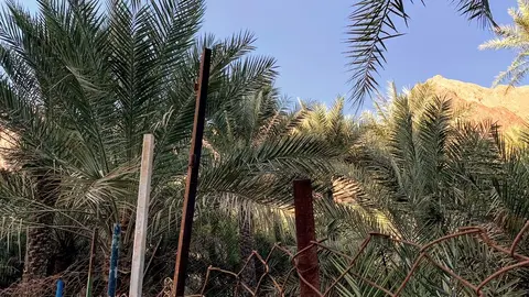 Palmeras datileras en Emiratos. (EL CORREO)