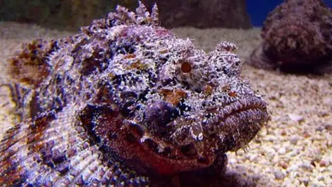 El pez piedra en una imagen de Twitter.