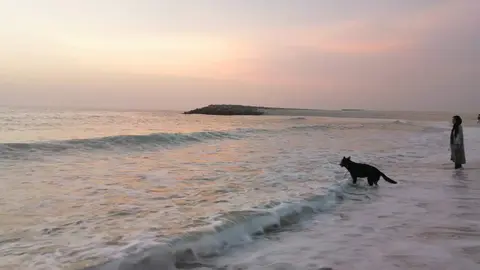 Un perro en una playa de EAU a modo ilustrativo. (EL CORREO)