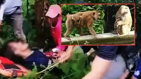 El hombre herido y los monos tailandeses. (Fuente externa)