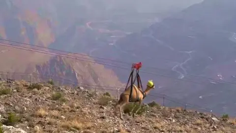 Una captura de pantalla del vídeo del camello en la tirolina.