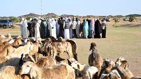 Una imagen del ganado entregado en Chad. (WAM)