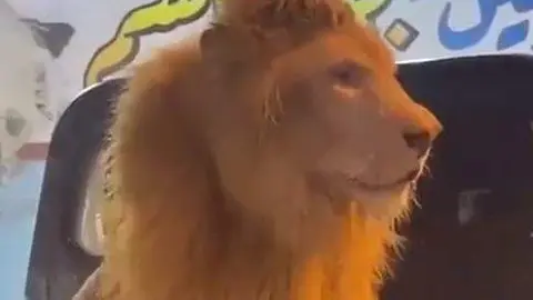 El león en la gasolinera saudí. (Twitter)