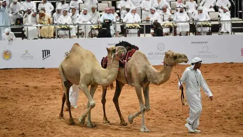 Un momento de la subasta de camellos en la feria Adihex de Abu Dhabi. (Twitter)