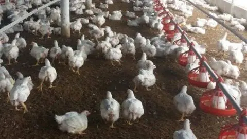 A modo ilustrativo, una imagen de una granja de pollos. (Twitter)