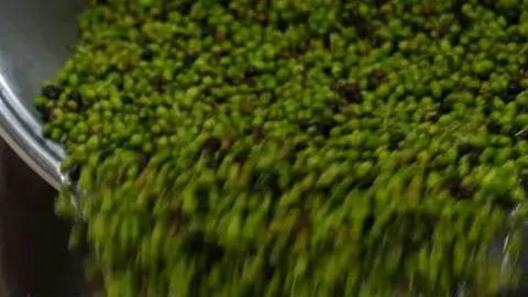 Aceitunas de la montaña de Jebel Jais en Emiratos Árabes Unidos. (RAK Media Office)