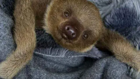 Un ejemplar de oso perezoso. (Instagram)