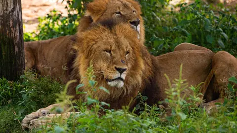 Leones en Dubai Safari Park. (Dubai Media Office)