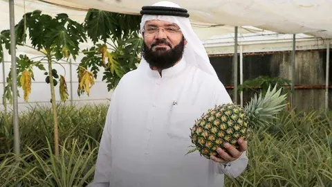 El agricultor emiratí Abdullatif Al Banna con una de sus piñas. (Twitter)