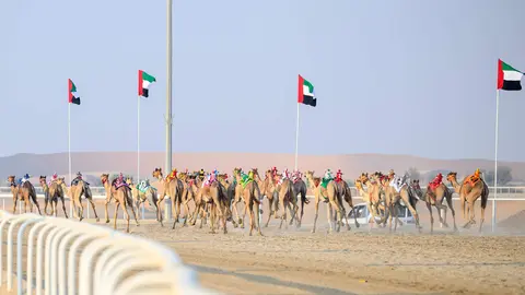 Una imagen de la carrera de camellos en Al Dhafra. (WAM)