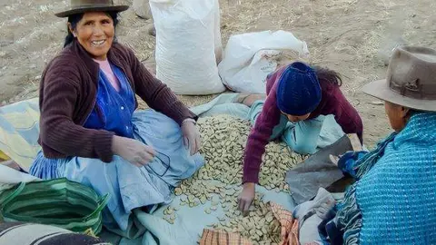 Haba boliviana. (Cancillería de Bolivia)