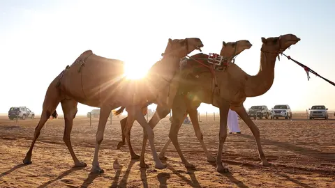 Camellos en Abu Dhabi. (WAM)
