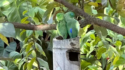 Pájaros en Huila