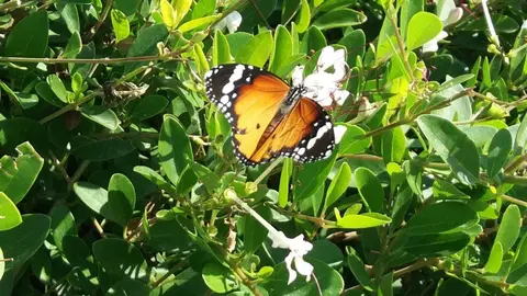 Una mariposa en Emiratos Árabes. (EL CORREO)
