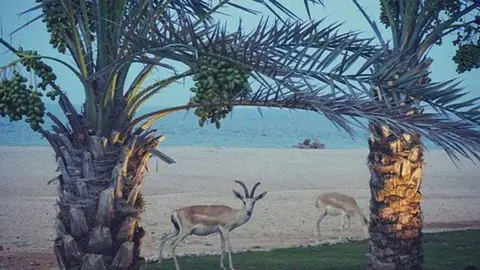 Una imagen de Sir Bani Yas Island. (Instagram)