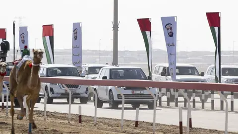 Un momento de la carrera de camellos en el emirato de Abu Dhabi. (WAM)