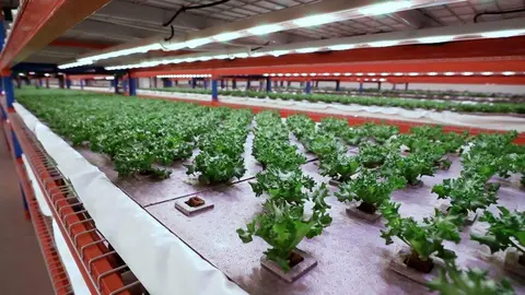 Una imagen de la granja vertical en Dubai. (WAM)