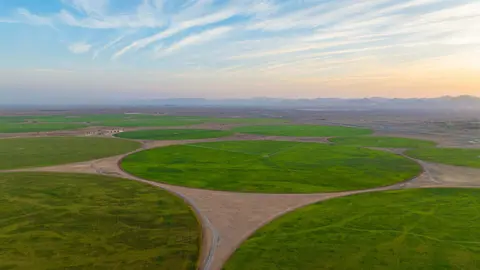 Una imagen del trigo sembrado en el desierto de Sharjah. (WAM)