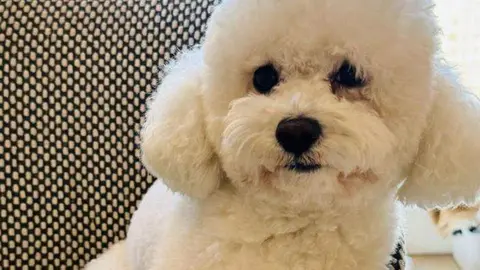 Un imagen del perro desaparecido. (Fuente externa)